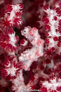Pygmy Seahorse, Boulders, Puerto Galera by Tobias Reitmayr 